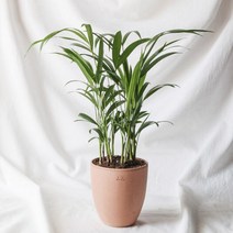 펫플랜트 아레카야자 화초인테리어 공기청정식물, 아레카야자(중), 라탄바구니 브라운(M)