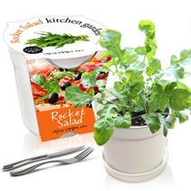 [천삼백케이] [농업회사법인 세경팜 주식회사] 세경팜 컬러키친가든 루꼴라 식물키우기 텃밭가꾸기, 옐로우