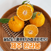 제슐랭 제주 제주도 한라봉 당일수확 2kg 3kg 5kg 10kg 택배 설날 설 선물세트, 가정용, 3kg 대과(06-09과 내외)