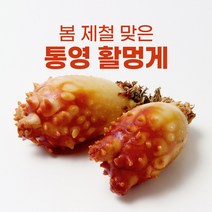 통영 활 멍게 멍개 1kg 10kg 시세 우렁쉥이 제철, 통영 활멍게 9kg