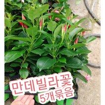 만데빌라꽃-5개묶음/꽃말은 천사의 나팔소리