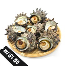 통영 자연산 활 뿔소라 바다고동 제철소라 1kg, 자연산 통영 뿔소라 1kg, 1개