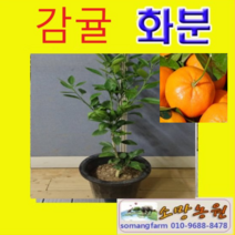 (NY소망)귤나무(감귤)묘목 2년생(분) 1그루