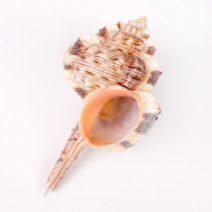 오꿈 조개모형 조개껍데기 100g, B04 장식용조개 꼬리긴뿔고둥, 1봉