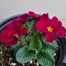 [다온야생화] W2374 심산앵초 (빨강) (9cm) [랜덤]
