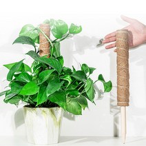 수태봉 30cm 50cm 연결형 몬스테라 넝쿨식물 관엽 지지대 코코봉 지주대, 1개