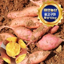 태안 산지직송 안면도 꿀고구마 10kg (특상/100g-290g), 1박스