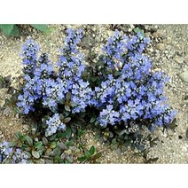 애기아주가!-서양조개나물 8cm포트묘 (20개묶음) 노지월동다년초 [꽃심야생화], 20개