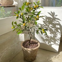 그루 금귤나무 중형 빈티지토분, 1.리본 안함, 2. 받침 추가, 1. 팻말 안함