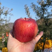 사과 안동사과 햇 부사 흠집 5KG, 2.가정용흠과5kg, 소과20과