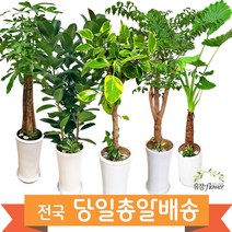 개업 축하 화분 대형 전국 당일배송, 03. 해피트리