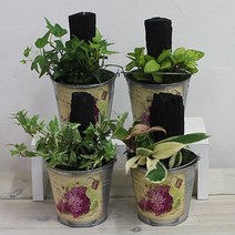 행복한세상 틴 숯정원, 청아이비, 1개, 1개