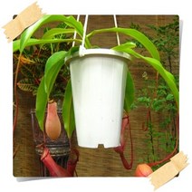 행복한정원 식충식물, 네펜데스