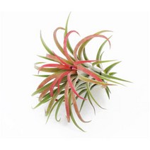블룸 Tillandsia ionantha 틸란드시아 이오난사(미디움)