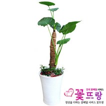 알로카시아 공기정화식물 관엽식물 전국꽃배달서비스 개업화분/축하선물, 1개