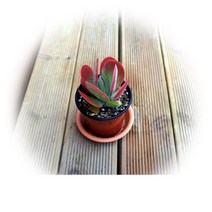 다육식물 200여종 다육 식물 최다종 화분, 다육식물_당인, 1개, 1개
