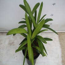온누리농원 관음죽, 1