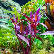 PRFISH 후경수초 루드위지아 슈퍼레드, 1개, 3촉, 상세 설명 참조