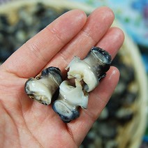 [산지직송] 양평의 맑은 물에서 자란 우렁이살 1kg (우렁이 700g실중량), 1개