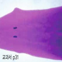 플라나리아 프레파라트(USA), 상세설명참조