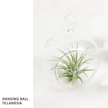 먼지먹는 틸란드시아 공기정화식물 SET, 03_코스터 틸란드시아 SET