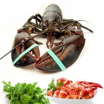 이강크랩 살아있는 활 랍스타 바닷가재, 1마리, 2.5~2.7kg