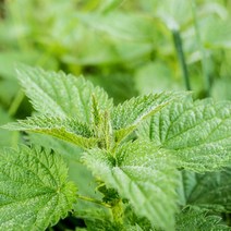 캔들이케아 노마진 몰드 10종 비누몰드 석고방향제 총집합 비누베이스/기타재료, E.O 티트리-30ml