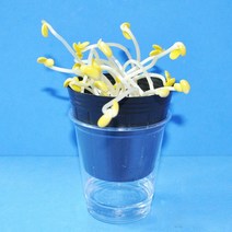 콩나물기르기.콩나물키우기(5인용)