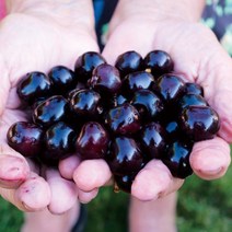 [랑팡] CPL 영국향 프래그런스오일 [프루티타입], 01. 블랙체리 100ml