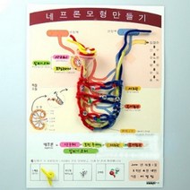 사이언스피아 네프론 모형 만들기 (4인용)