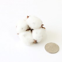 로맨틱노벰버 드라이플라워 수입플라워, 목화 1송이