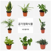 네오플라워 공기정화식물 꽃화분 허브, H8.타임