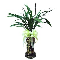 77플라워 금화산 고급동양란 난배달 승진 영전 취임 개업식 당일꽃배달