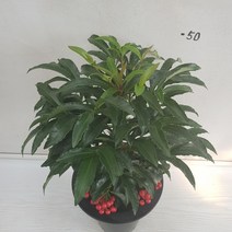 온누리농원 만냥금