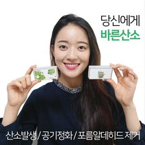 정직한가게1993 바른산소 탁상용, 수줍은백화, 1개