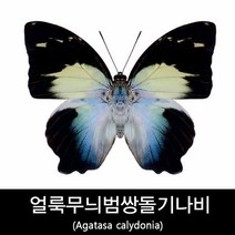 얼룩무늬범쌍돌기나비표본/Agatasa calydonia 100mm+-