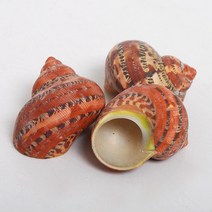 우드 소라 약4cm 전후 1개