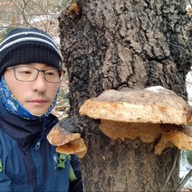 자연산상황버섯 (갓상황) 150g 재배아님 국내산, 1팩, 갓상황버섯 (고급형) 150g