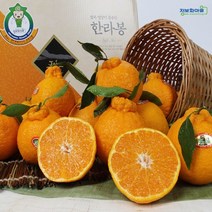 (인빌푸드)제주 가시나물 한라봉 5kg(17-19과), 단품
