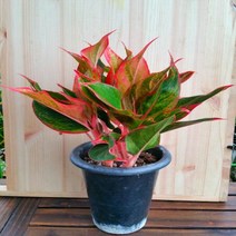 [용이네화원] 짙은 립스틱을 바른듯한 오로라 139 농원, 1개