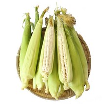 친환경팔도 괴산 대학 찰생옥수수(급냉) 21통, 1box, 중(15-17cm내외)