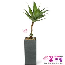 아가베 아테누아타 개업선물/공기정화식물/관엽식물