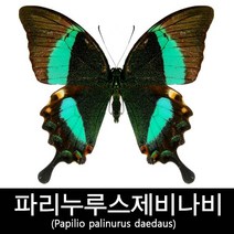 파리누루스제비나비표본/Papilio palinurus daedaus