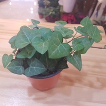 인커피식물카페 하트아이비, 1개