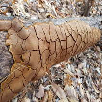 자연산상황버섯 (편상황) 국내산 100% 야생 150g, 1팩, 300g