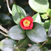 동백나무 x 10포트 생울타리 노지월동 야생화 나무 묘목 봄꽃 여름꽃 화분 다년생 실내 화초 키우기, 10개