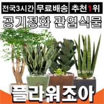 플라워조아 관엽식물화분 공기정화식물, 9. 행운목 (분갈이), 1개