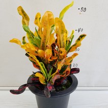 온누리농원 마미크로톤, 1개