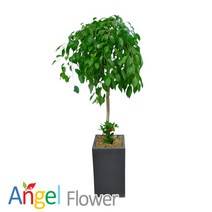 킹벤자민 대형화분 꽃배달, 1개