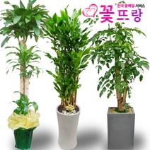 꽃뜨랑 2m대형화분 개업화분 행운목 금전수 스투키 전국당일꽃배달, C02 스투키, 1